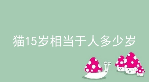 猫15岁相当于人多少岁