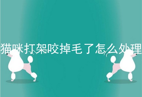 猫咪打架咬掉毛了怎么处理