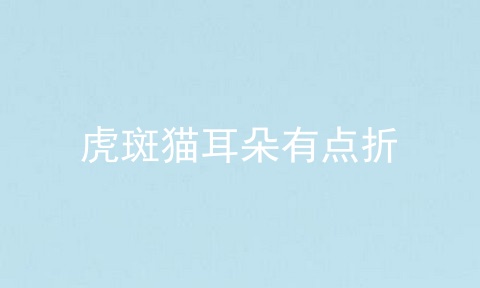 虎斑猫耳朵有点折