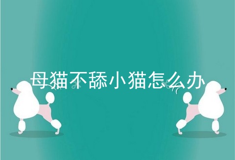 母猫不舔小猫怎么办
