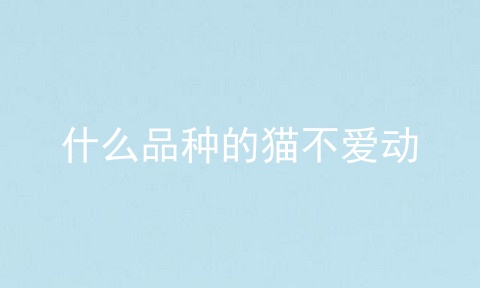 什么品种的猫不爱动