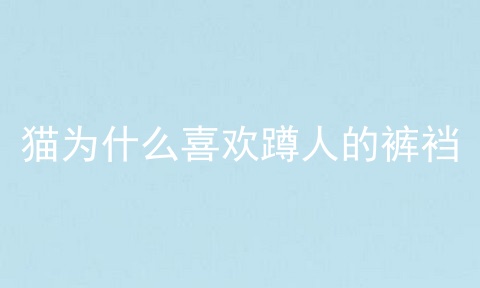 猫为什么喜欢蹲人的裤裆