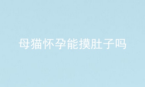 母猫怀孕能摸肚子吗