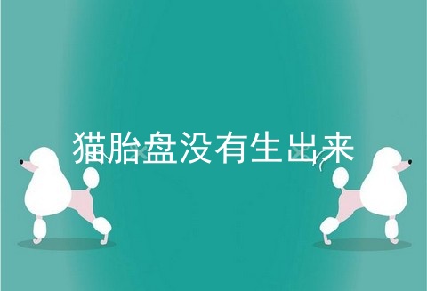 猫胎盘没有生出来