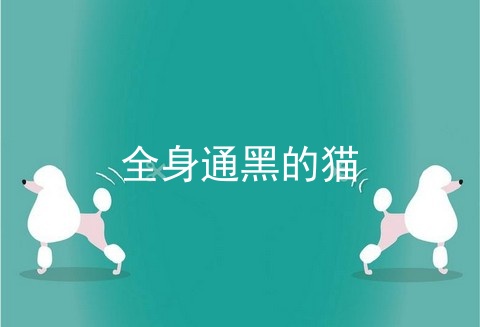 全身通黑的猫