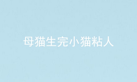 母猫生完小猫粘人