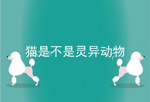 猫是不是灵异动物