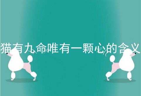 猫有九命唯有一颗心的含义