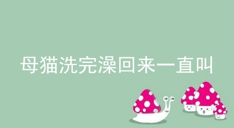 母猫洗完澡回来一直叫