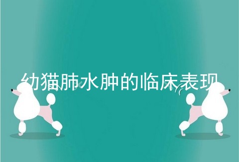 幼猫肺水肿的临床表现