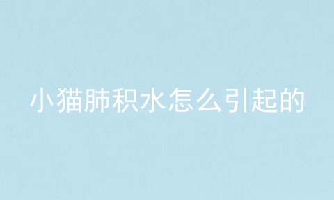 小猫肺积水怎么引起的
