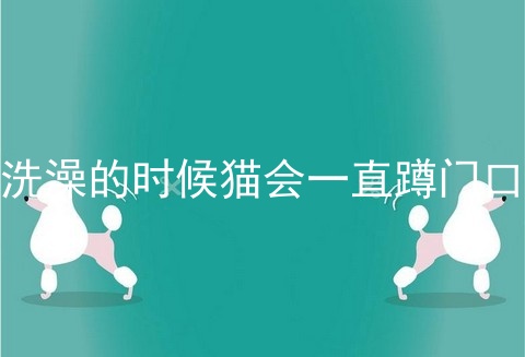 洗澡的时候猫会一直蹲门口