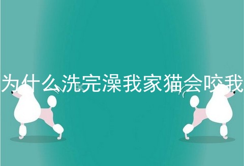 为什么洗完澡我家猫会咬我