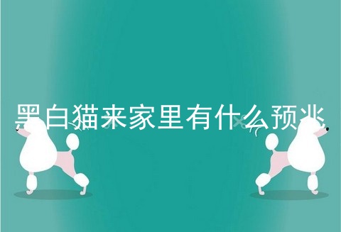 黑白猫来家里有什么预兆