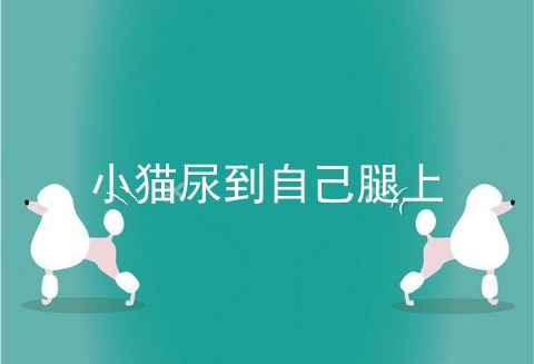 小猫尿到自己腿上