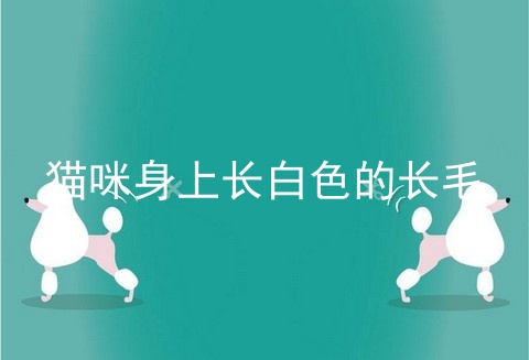 猫咪身上长白色的长毛