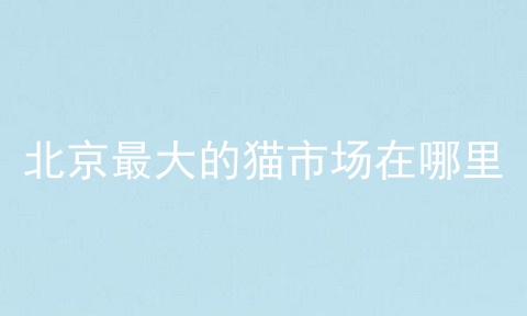 北京最大的猫市场在哪里