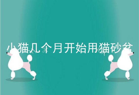 小猫几个月开始用猫砂盆