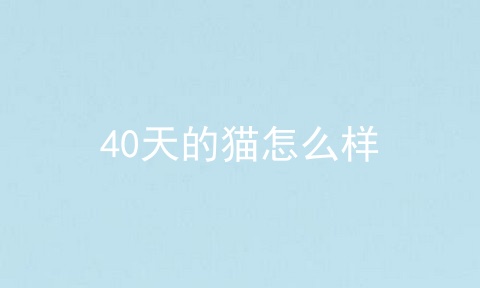 40天的猫怎么样