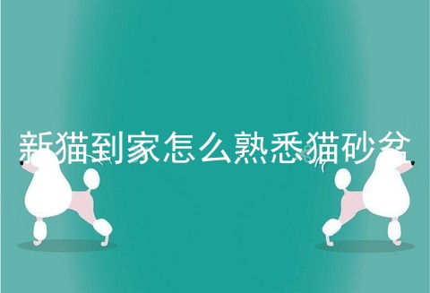 新猫到家怎么熟悉猫砂盆