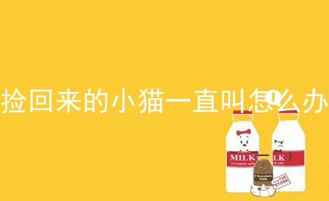 捡回来的小猫一直叫怎么办