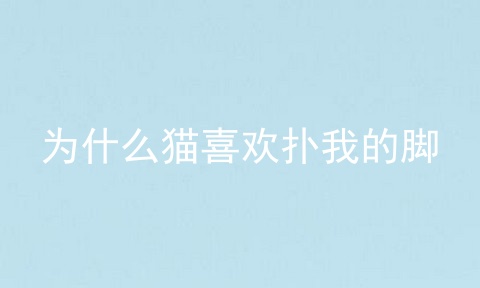 为什么猫喜欢扑我的脚