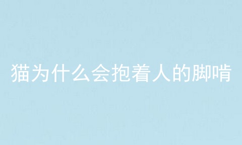 猫为什么会抱着人的脚啃