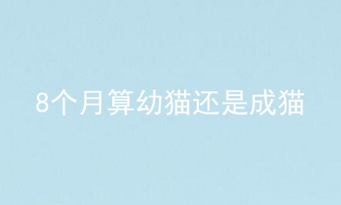 8个月算幼猫还是成猫