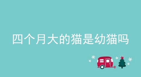四个月大的猫是幼猫吗