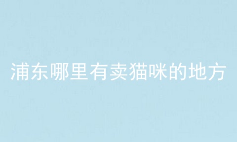 浦东哪里有卖猫咪的地方