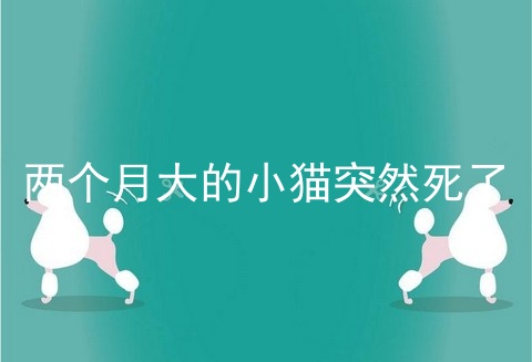 两个月大的小猫突然死了