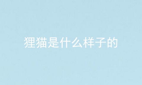狸猫是什么样子的