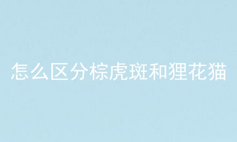 怎么区分棕虎斑和狸花猫