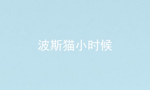 波斯猫小时候