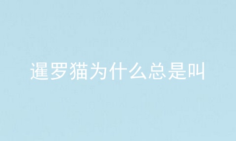 暹罗猫为什么总是叫
