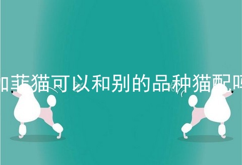 加菲猫可以和别的品种猫配吗