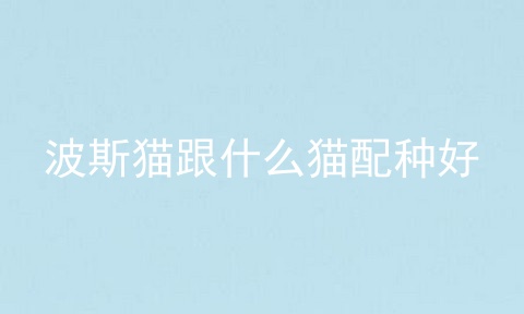 波斯猫跟什么猫配种好