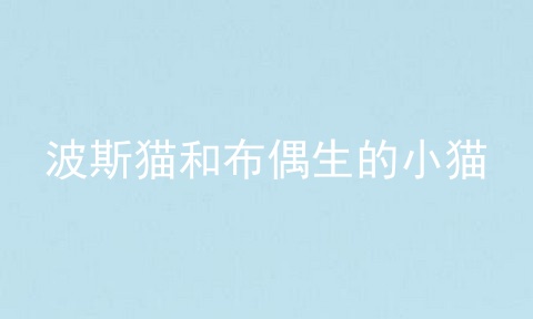 波斯猫和布偶生的小猫