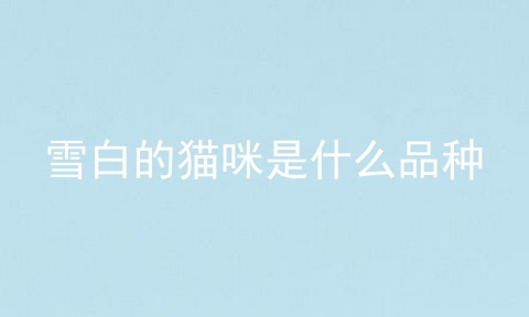 雪白的猫咪是什么品种