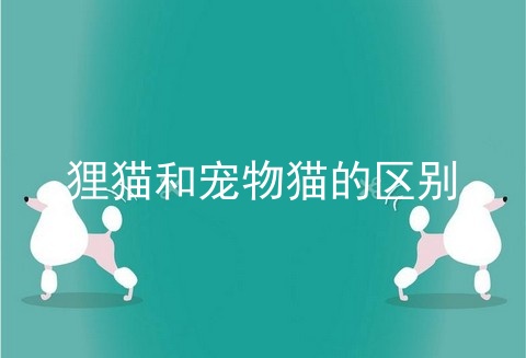 狸猫和宠物猫的区别