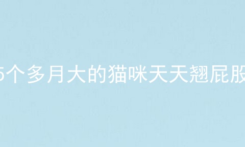 5个多月大的猫咪天天翘屁股