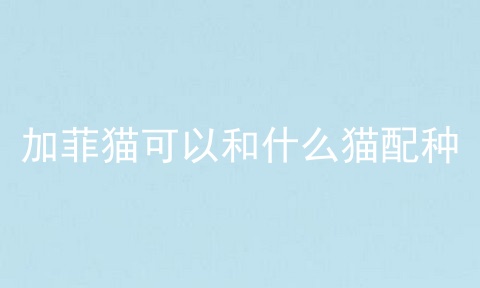 加菲猫可以和什么猫配种