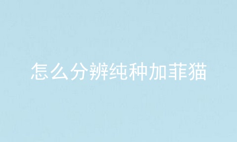 怎么分辨纯种加菲猫