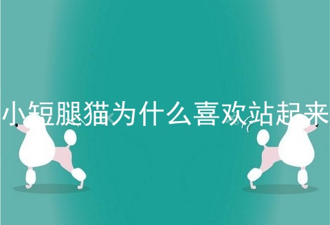 小短腿猫为什么喜欢站起来