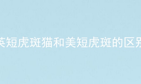 英短虎斑猫和美短虎斑的区别