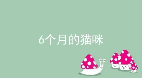 6个月的猫咪