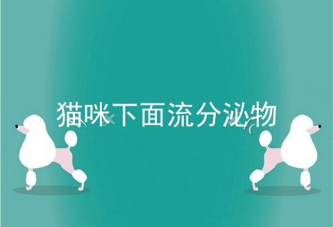 猫咪下面流分泌物