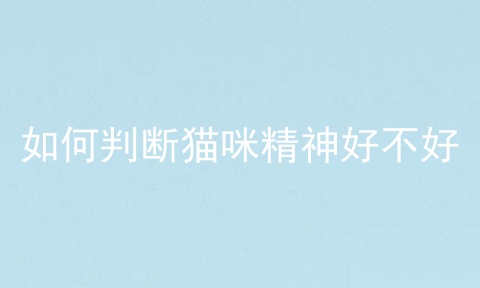 如何判断猫咪精神好不好
