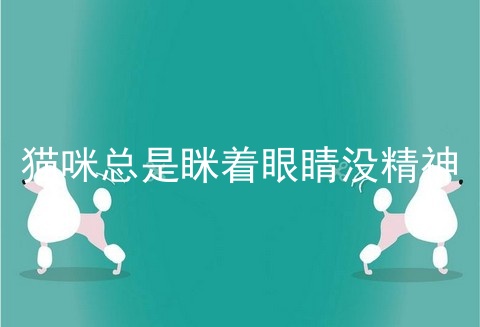 猫咪总是眯着眼睛没精神