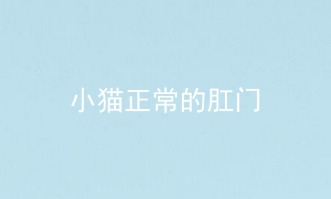 小猫正常的肛门